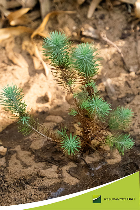 Assurances BIAT renouvelle son engagement environnemental dans la forêt de Bechateur et enrichit son action RSE avec deux ateliers durables