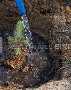 Assurances BIAT s’engage pour le reboisement de la forêt Bechateur à Bizerte